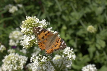 butterfly on flower