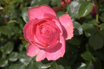 pink rose in garden