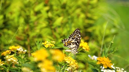 Slow motion of butterfly flying over flower with green plant background in the garden (High Speed Video)