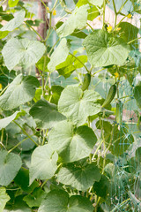 Obraz premium Cucumber harvest in a small domestic greenhouse. The cucumber fruits grow and are ready for harvesting. 