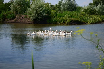 A domestic gooses on the lake at sunny day