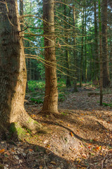 Wild forest with side light