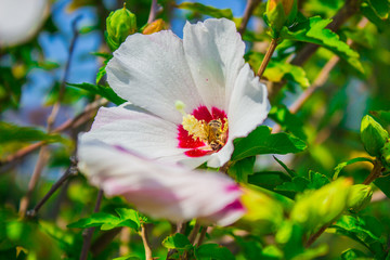 Hibiscus Moscheutos, beauty flowers in botanical garden. Photo of summer flowers.