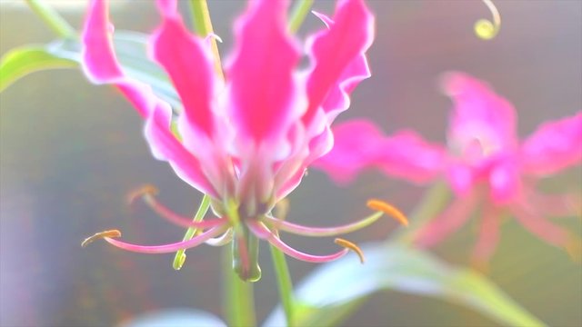 Gloriosa lily flower blooming in a garden closeup. Pink climber Gloriosa flowers in sun light. Gardening. Slow motion. 4K UHD video footage 3840X2160