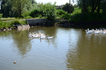 Fototapeta na wymiar A domestic gooses on the lake at sunny day
