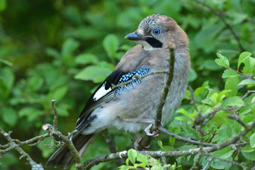 The Eurasian jay watching in the tree top between the leaves.