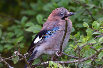 The Eurasian jay watching in the tree top between the leaves.