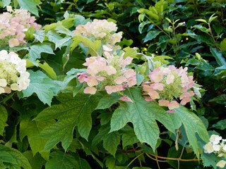 Hydrangea quercifolia | Oakleaf hydrangea or oak-leaved hydrangea, ornamental plant in gardens and...