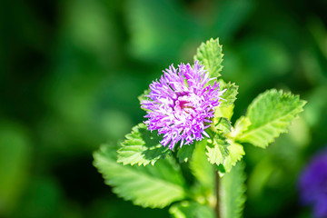 Purple flowers on a background green leaves