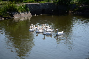 A domestic gooses on the lake at sunny day
