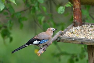 The Eurasian eats sunflowers seeds on the fodder rack. 