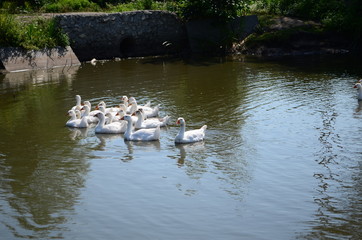 A domestic gooses on the lake at sunny day