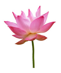 Pink lotus flower isolated with clipping paths