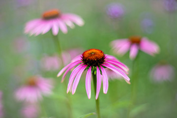 Echinacea Purpurea - Coneflower, photographed with a vintage lens