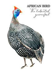 Gouache white spotted guineafowl on a white background