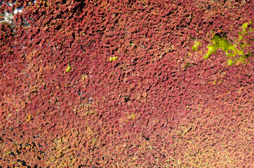 colorful red azolla