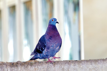 Pigeons close-up on a combined background