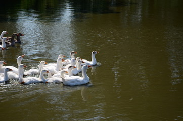 A domestic gooses on the lake at sunny day