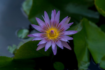 Buddhist flower