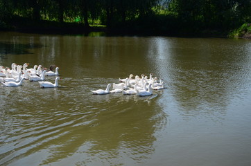 A domestic gooses on the lake at sunny day