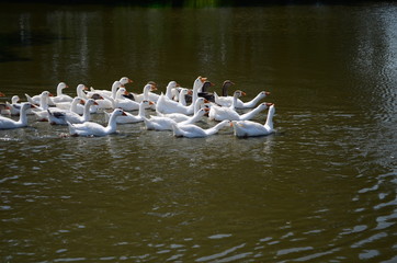 A domestic gooses on the lake at sunny day