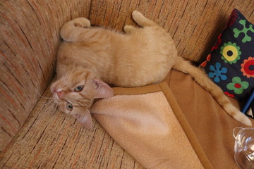 Katze