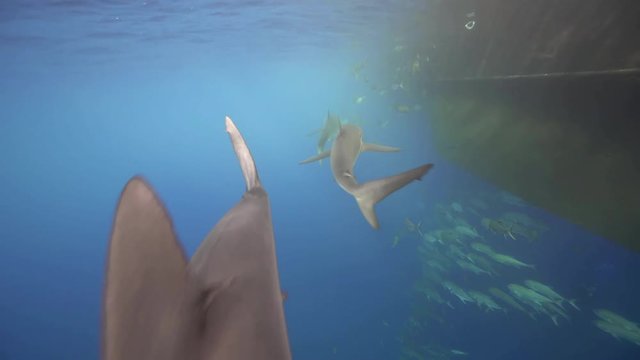A group of silky shark patrolling the area close to the diving boat.