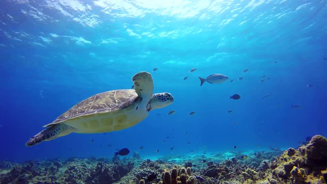 A sea turtle floats close to reef bottom. Side view