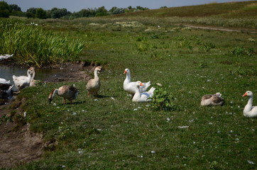 A domestic gooses on the lake at sunny day