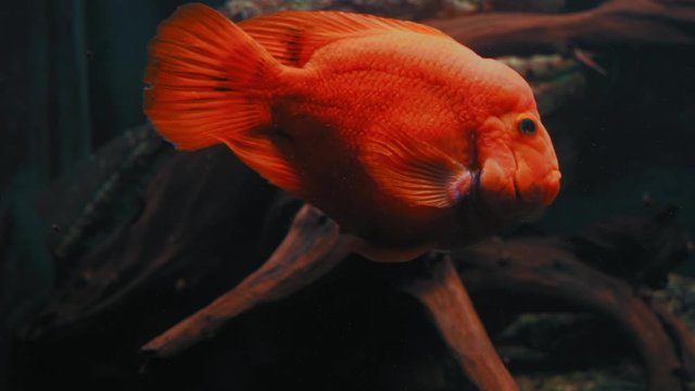 Beautiful Exotic Fish Cichlasoma Meeki Swims in Aquarium