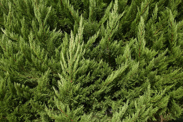 Coniferous branches. Coniferous tree of background texture. Wood texture.