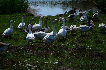 A domestic gooses on the lake at sunny day