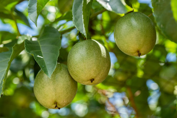 farm of passion fruit cultivation on plastic net