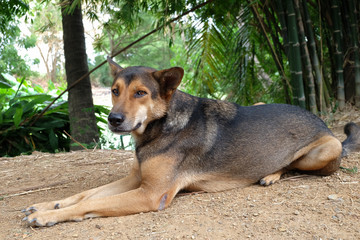 Cute dog, relaxing, looking at the camera.