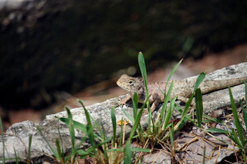 Brown chameleon-like dry branches Perched on the floor