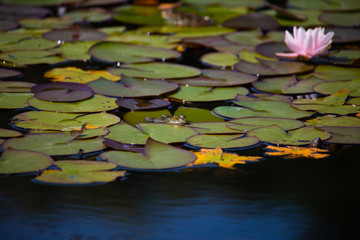 Frosch im Teich mit Seerosen