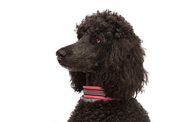 portrait of black poodle dog with collar