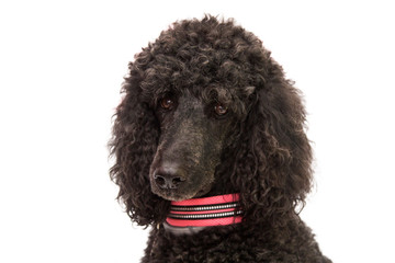 portrait of black poodle dog with collar