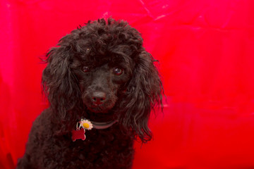 portrait of black poodle dog with collar