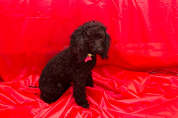 portrait of black poodle dog with collar