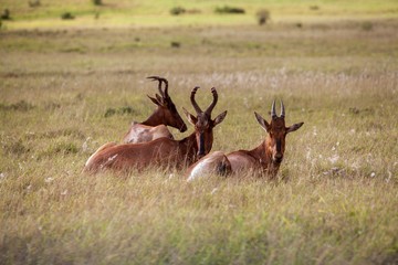 South African antelope 