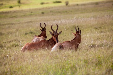 South African antelope 