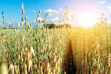 Field of oats on a sunny day. The sun shines over the field.