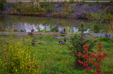 Ducks walk along a pond in the center of Ryazan