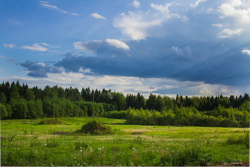 Fototapeta na wymiar Russian forest in the summer in the sunshine