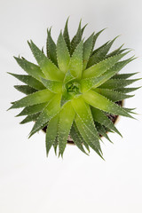 Aloe vera.Succulent plant in a white pot on a white background.Top view