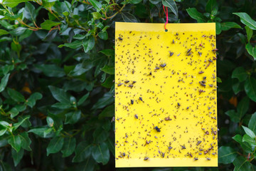 Yellow sticky insect trap hanging on the tree.
