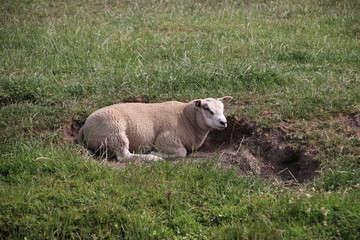 Sheeps lying in the grass of a meadow along water in Moordrecht
