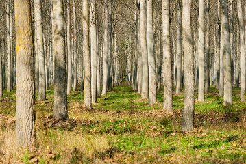 reforestation of poplar trees at autumn sunset