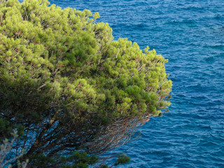 Pino y hojas de pino en acantilados de la costa brava. Pino al borde del mar; hojas de pino en forma de agujas.
